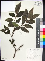 藏品(革葉羊角扭、細脈榖木)的圖片
