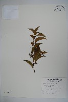 藏品(草野氏冬青)的圖片