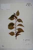 藏品(草野氏冬青)的圖片