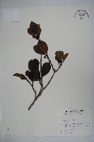 藏品(鐵冬青)的圖片