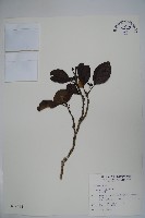 藏品(鐵冬青)的圖片