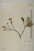 藏品(日本賽衛矛、日本假衛矛)的圖片