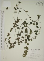 藏品(小葉黃鱔藤)的圖片