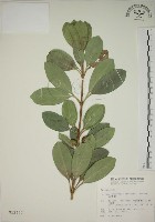 藏品(蘭嶼念珠藤)的圖片