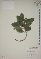 藏品(蘭嶼念珠藤)的圖片