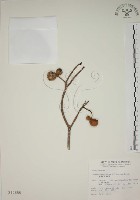 藏品(蘭嶼馬蹄花)的圖片