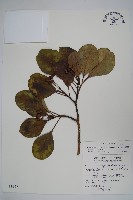 藏品(三菱果樹參)的圖片