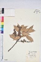 藏品(子彈石櫟、柯)的圖片