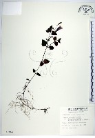 藏品(倒地蜈蚣、四角銅鑼)的圖片