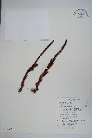 藏品(穗花蛇菰)的圖片