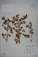 藏品(川上氏忍冬)的圖片