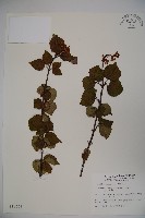 藏品(玉山糯米樹、狹葉糯米樹)的圖片