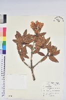 藏品(玉山杜鵑)的圖片