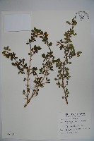 藏品(川上氏忍冬)的圖片