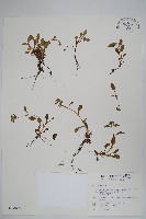 藏品(南湖附地草)的圖片