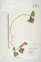 藏品(銳葉牽牛)的圖片