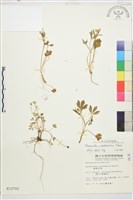 藏品(高山毛茛、檜林毛茛)的圖片