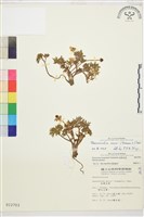 藏品(森氏毛茛、長柄毛茛)的圖片