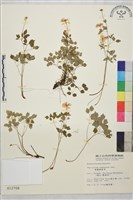 藏品(南湖唐松草)的圖片