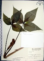 藏品(申跋、油跋、小天南星)的圖片