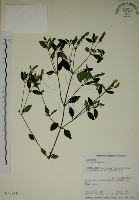 藏品(爵床)的圖片