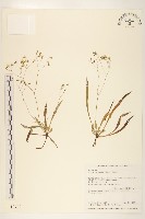藏品(兔仔菜)的圖片