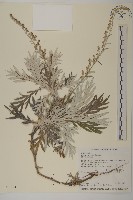 藏品(太魯閣艾)的圖片