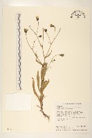 藏品(玉山毛蓮菜)的圖片