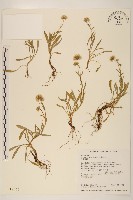 藏品(玉山飛蓬)的圖片