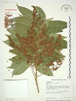 藏品(無患子)的圖片