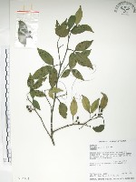 藏品(飛龍掌血)的圖片