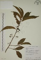 藏品(鈍齒鼠李)的圖片