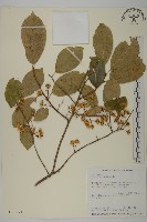 藏品(南華南蛇藤，青江藤)的圖片