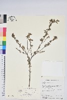 藏品(志佳陽杜鵑)的圖片