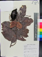 藏品(翅子樹、裡白翅子樹、臺灣翅子樹)的圖片