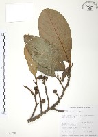 藏品(豬母乳、水同木)的圖片