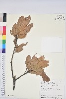 藏品(毽子椆)的圖片