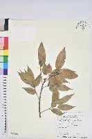 藏品(狹葉椆)的圖片