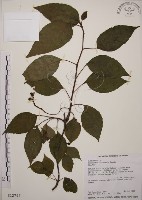 藏品(阿里山五味子)的圖片