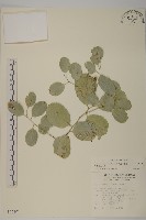 藏品(多花滇南蛇藤)的圖片