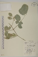 藏品(多花滇南蛇藤)的圖片