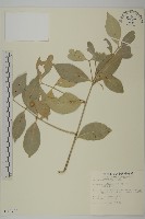 藏品(淡綠葉衛矛)的圖片