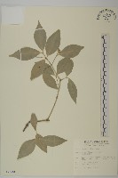 藏品(淡綠葉衛矛)的圖片