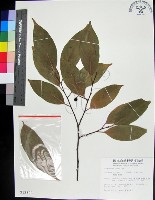 藏品(柿葉野櫻、蘭嶼野櫻花)的圖片