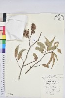 藏品(細刺苦櫧、草野錐果)的圖片