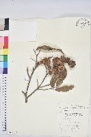 藏品(細刺苦櫧、草野錐果)的圖片