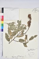 藏品(細刺苦櫧、草野錐果)的圖片