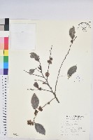 藏品(細葉饅頭果)的圖片