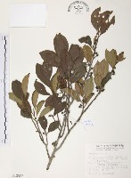 藏品(森氏紅淡比)的圖片