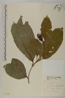 藏品(訶梨勒、訶子)的圖片